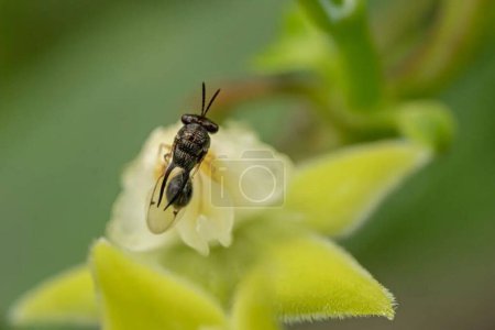 Photo for Eucharitidae. Close-up of a Bee on a Flower in Nature's Beauty - Royalty Free Image
