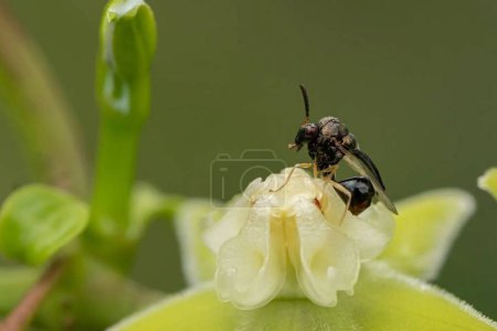 Photo for Eucharitidae. Close-up of a Bee on a Flower in Nature's Beauty - Royalty Free Image