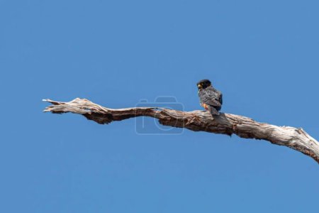 Photo for Falco rufigularis. Avian Wildlife Perching on Clear Blue Branch Sky - Royalty Free Image