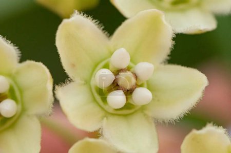 Téléchargez les photos : Funastrum clausum. Décryptages botaniques florissants Nature Beauté Macro Photographie - en image libre de droit