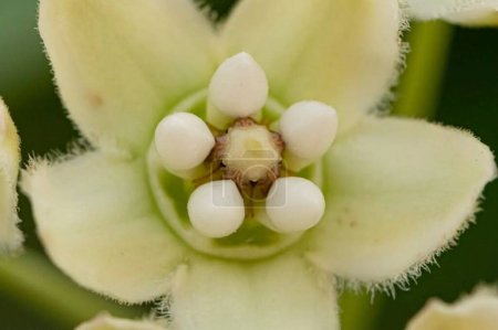 Téléchargez les photos : Funastrum clausum. Décryptages botaniques florissants Nature Beauté Macro Photographie - en image libre de droit