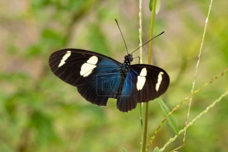 Téléchargez les photos : Heliconius sara. Beau gros plan sur le papillon dans l'habitat naturel de la faune - en image libre de droit