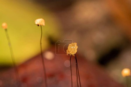 Photo for Marasmius sp. Close-up Botanical Yellow Blossom and Mushroom Freshness - Royalty Free Image