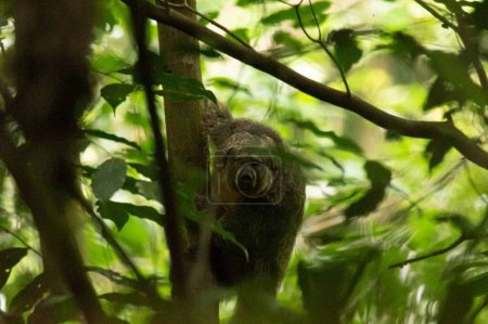 Téléchargez les photos : Pithecia pithecia. Faune dans l'habitat de la jungle : Capucin à tête blanche au milieu des feuilles et des branches - en image libre de droit