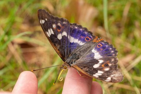 Photo for Apatura ilia. Close-up of a Butterfly Perched on a Finger - Royalty Free Image