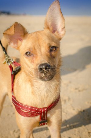 Téléchargez les photos : Un chien sur une plage regardant la caméra - en image libre de droit