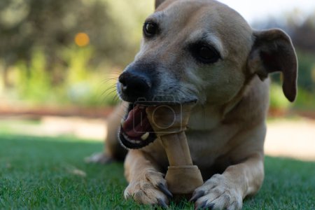 Small brown dog eating a bone