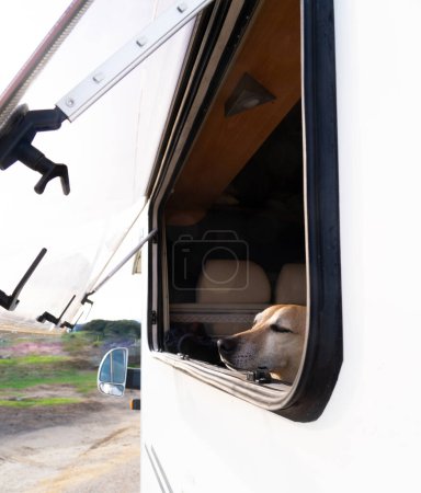 Dog leaning out of the window of a motor home