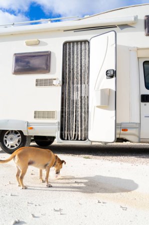 Dog drinking water with a motorhome in the background