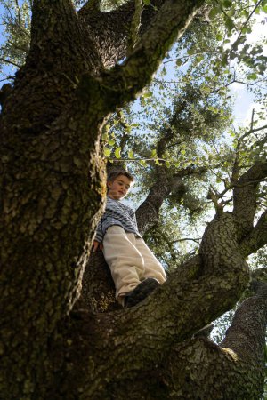 Téléchargez les photos : Caucasien garçon jouer sur le dessus d'un arbre - en image libre de droit