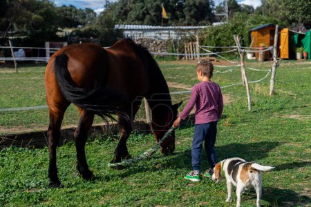 Boy with a horse and a dog on a farm