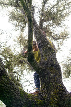 Téléchargez les photos : Garçon grimpant un arbre très grand - en image libre de droit