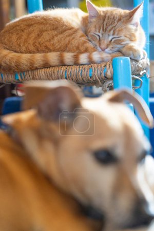 Téléchargez les photos : Chat et chien couchés à proximité - en image libre de droit
