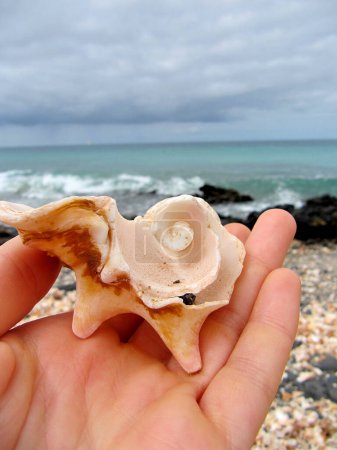 Close-up conch with a sea background