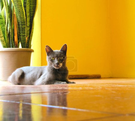 Gray cat lying down with a yellow wall in the background