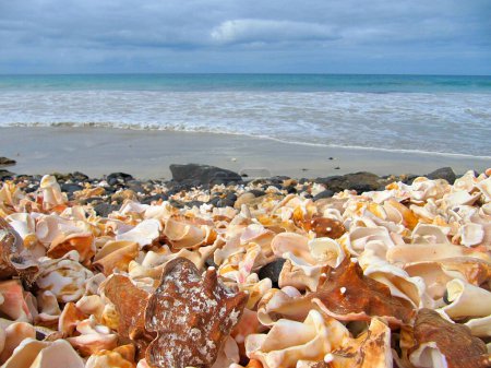 Hermosa playa llena de conchas marinas en Santa Maria, Cabo Verde