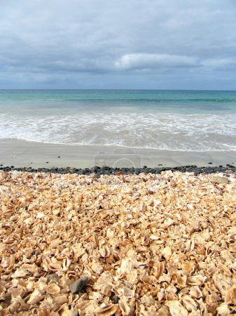 Many shells on the seashells cementery beach in Cape Verde