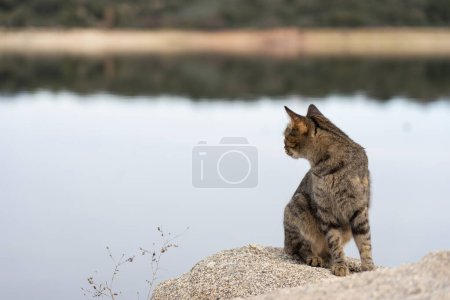 Gato salvaje en un lago en la naturaleza