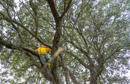 Junge klettert auf Baum von unten gesehen