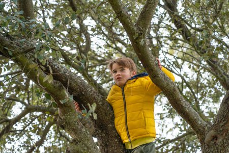 A boy climbing a tree