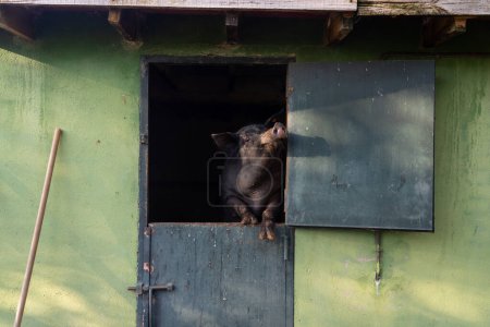 Pig leaning out of a door