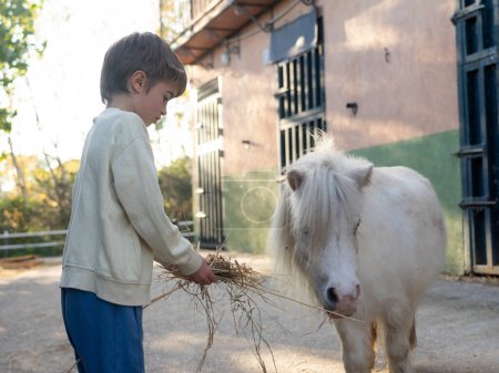Boy feeding straw to a pony