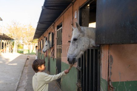 Boy feeding a horse in a stable