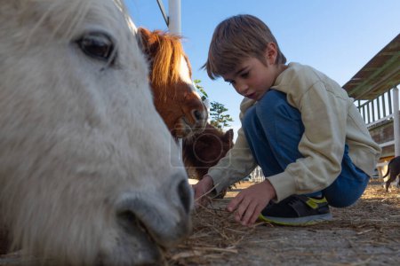 Boy giving hay to some ponies