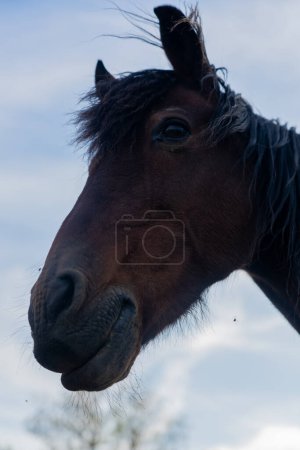 Brown horse face seen from up close