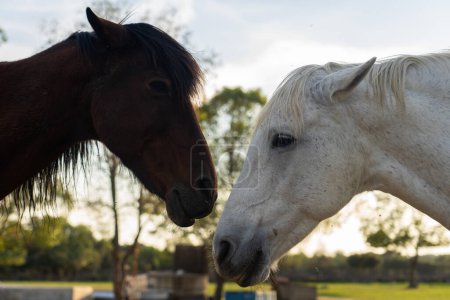 Téléchargez les photos : Cheval blanc et cheval brun vus de profil de près en se regardant - en image libre de droit