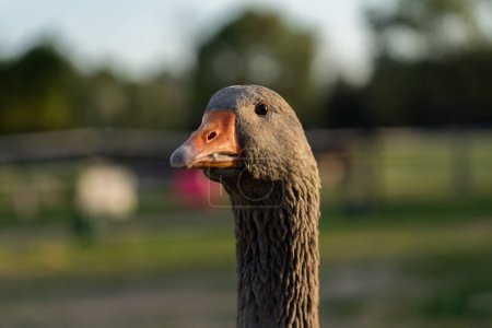 Goose face seen from up close