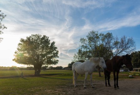 Dos caballos juntos en el campo