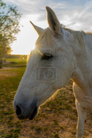 White horse face seen from up close with the sun in the background