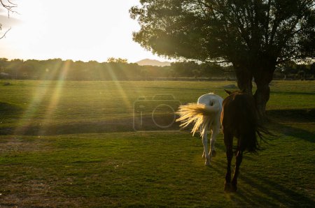 Weißes und braunes Pferd auf dem Rücken, das bei Sonnenuntergang gemeinsam durch die Landschaft geht