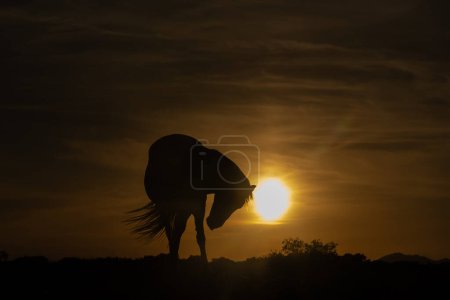 Silhouette of a horse moving at sunrise