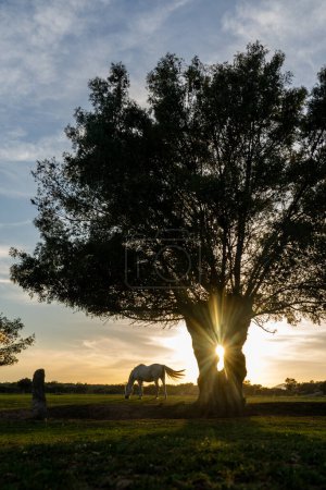 Sonnenuntergang mit Pferd und Baum
