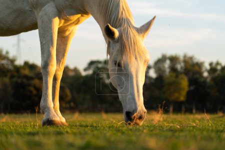 White horse grazing in the countryside