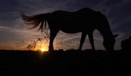 Silhouette d'un cheval à l'aube
