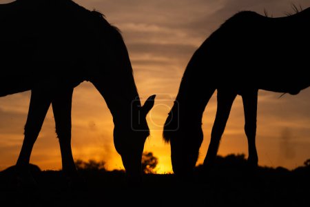 Silhouette de deux chevaux au coucher du soleil