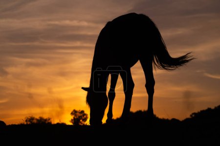 Silhouette de cheval au coucher du soleil
