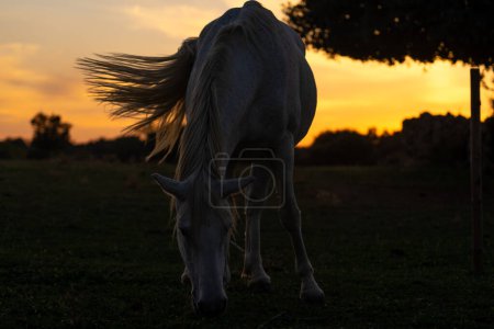 Weißes Pferd frisst Gras im Morgengrauen