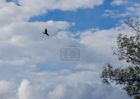 Téléchargez les photos : Cerf-volant royal volant dans un ciel avec des nuages et des éclaircies - en image libre de droit