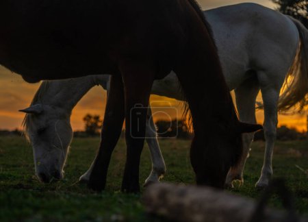 Two horses eating grass at sunset