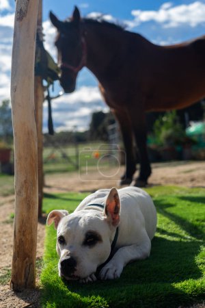Liegender Hund aus nächster Nähe mit Pferd im Hintergrund