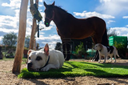 Zwei Hunde und ein Pferd auf einem Bauernhof