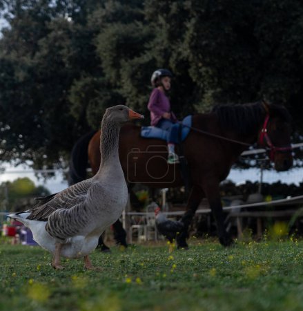 A boy riding a horse and a goose next to him