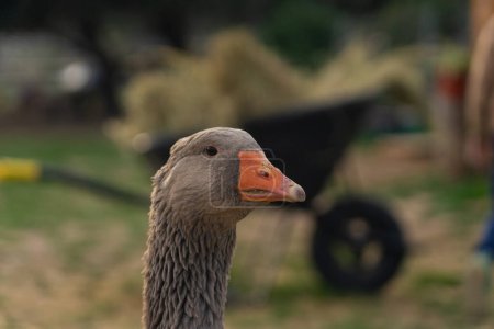 Goose seen up close on a farm