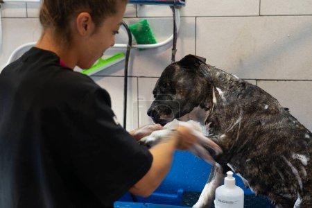 Canine groomer soaping a dog in a dog groomer