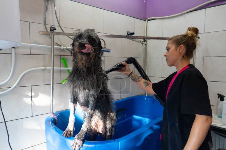 Femme séchant les cheveux d'un chien à une toiletteuse de chien