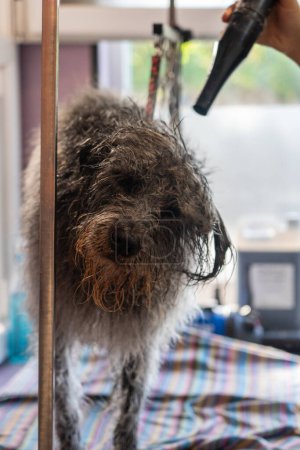 Wet dog in a dog groomer